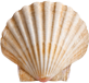 貝
